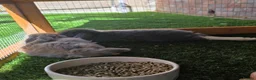 Mixed Breed rabbits for sale: Two female bunnies  in Oldham - Advert 1