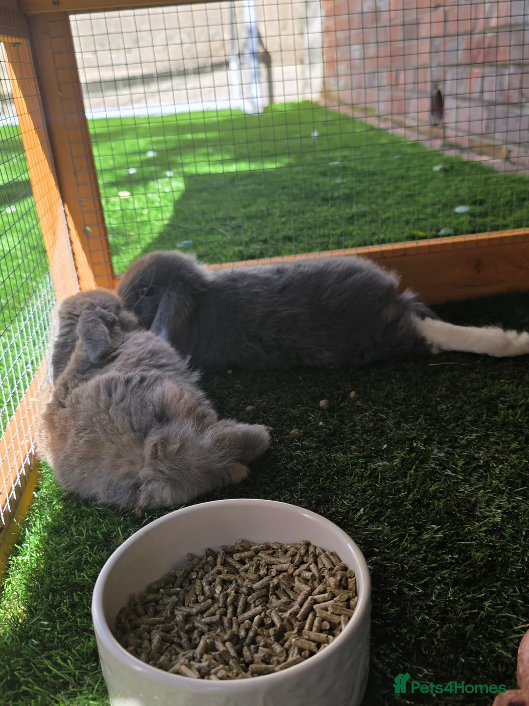 Mixed Breed rabbits for sale: Two female bunnies  in Oldham - Advert 1