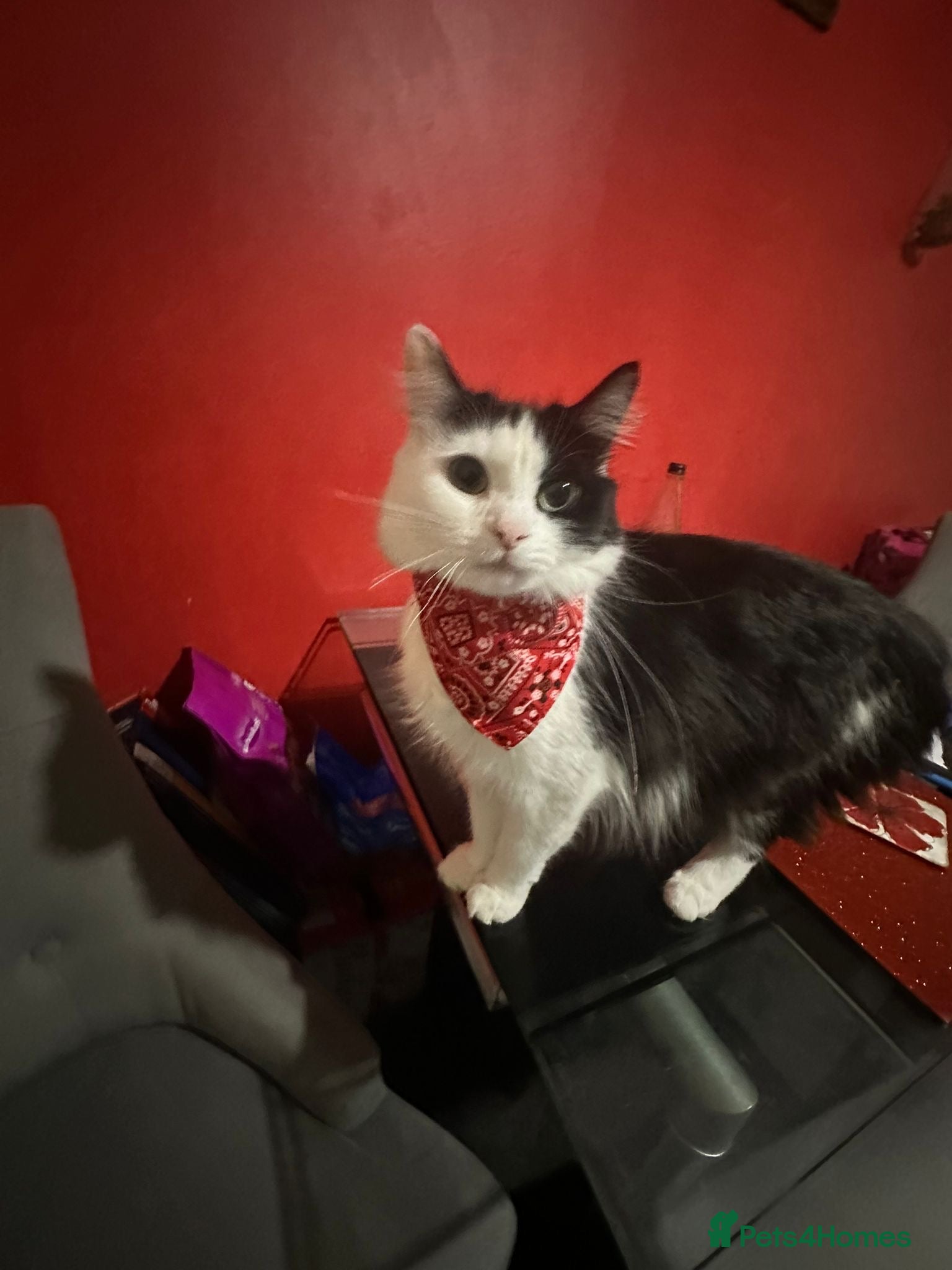 Mixed Breed cats Cute Yara and Theo - Advert 4