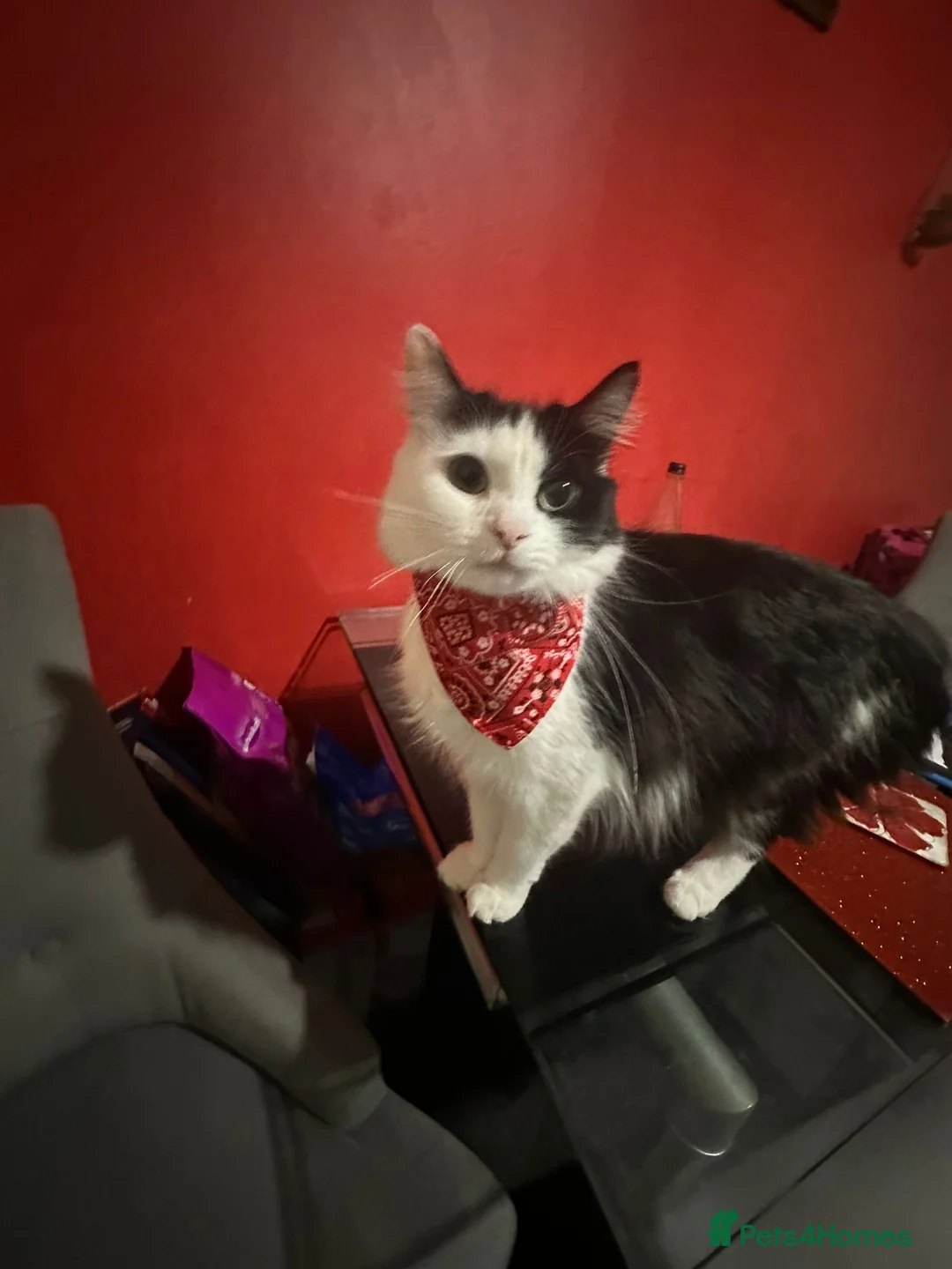 Mixed Breed cats for sale: Cute Yara and Theo - Advert 1