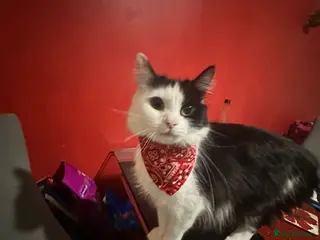 Mixed Breed cats Cute Yara and Theo - Advert 1