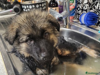 German Shepherd dogs German shepard puppies for sale - Advert 14