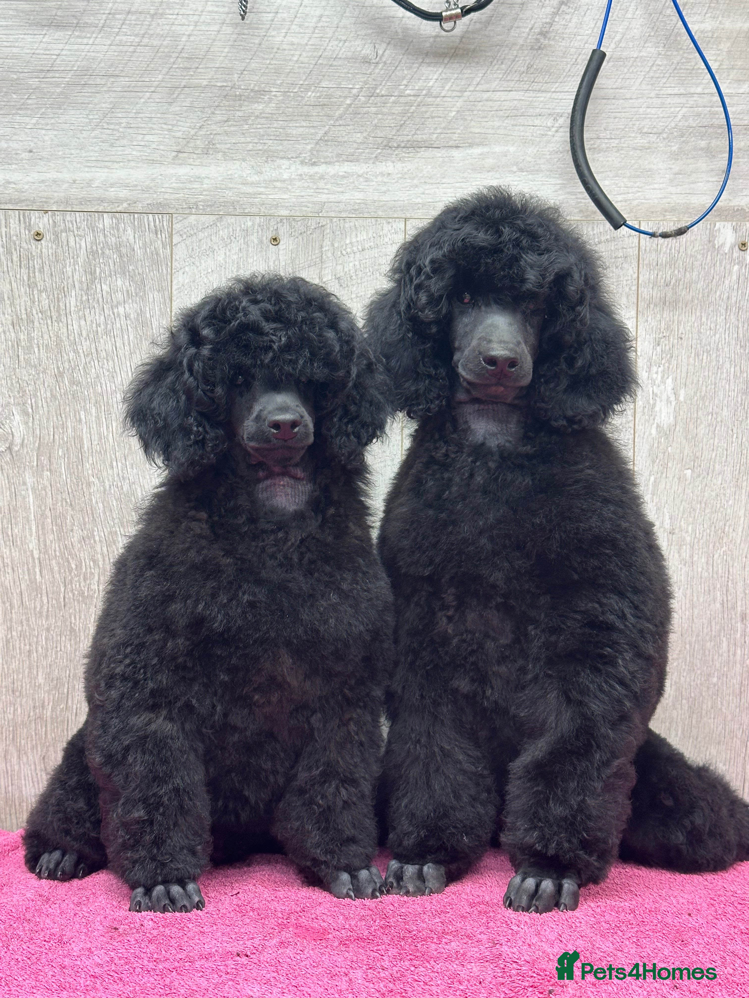 Miniature Poodle dogs Boys,Boys,Boys! Stunning Miniature Poodle Puppies - Advert 3