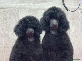 Miniature Poodle dogs Boys,Boys,Boys! Stunning Miniature Poodle Puppies - Advert 5