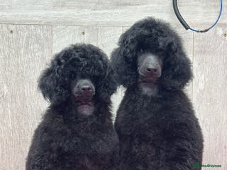 Miniature Poodle dogs Boys,Boys,Boys! Stunning Miniature Poodle Puppies - Advert 9