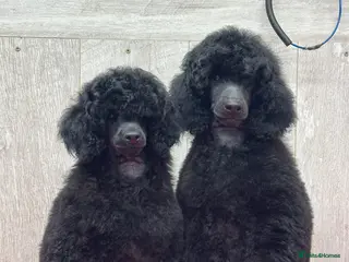 Miniature Poodle dogs Boys,Boys,Boys! Stunning Miniature Poodle Puppies - Advert 8