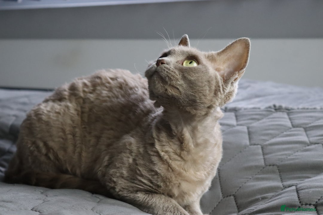 Devon Rex cats for sale: Devon Rex beautiful and healthy girl 2 years old  - Advert 4