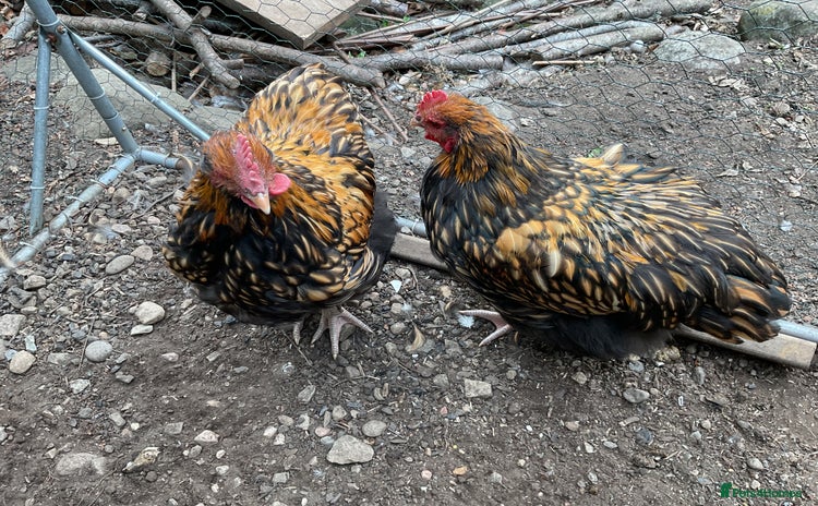Chickens poultry - Advert 3