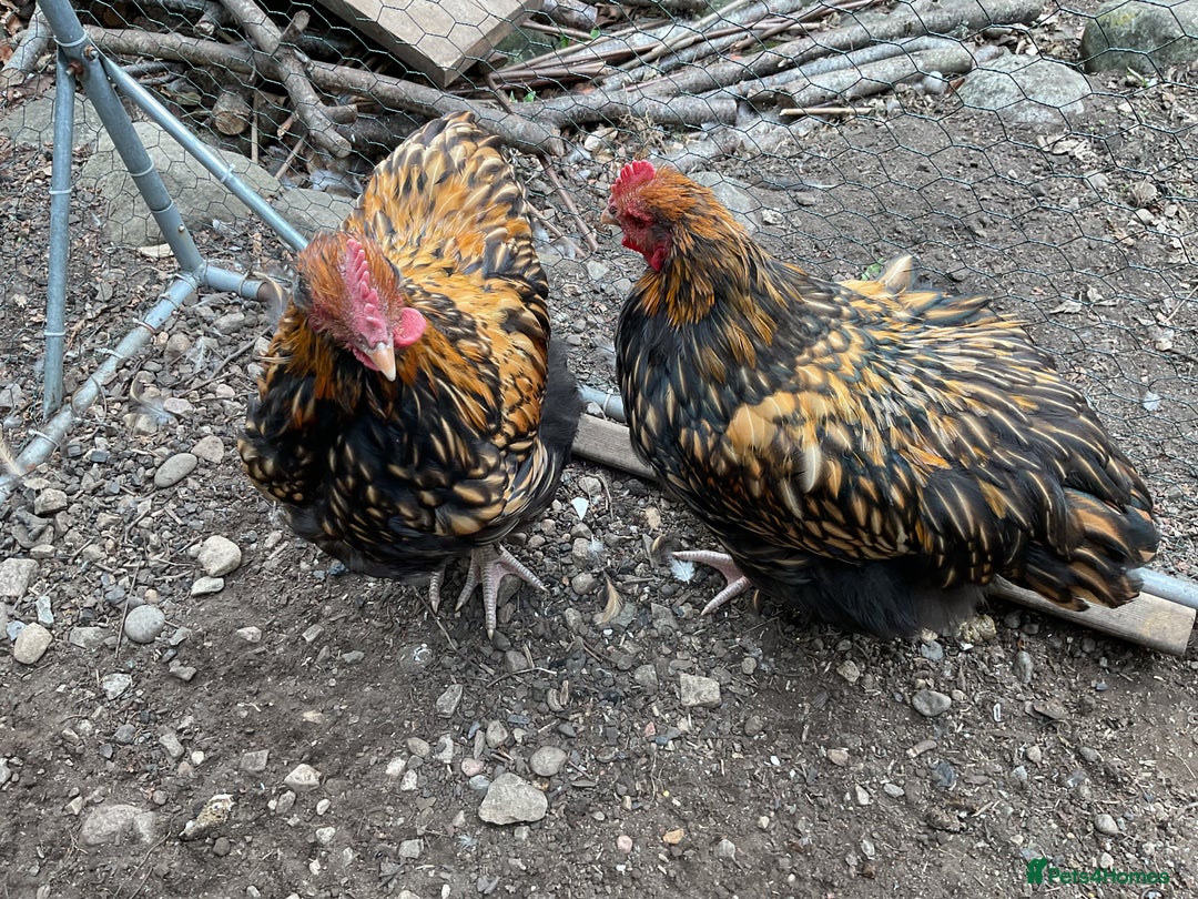 Chickens poultry for sale: Exhibition quality Gold Laced Orpington cockerels - Image 1