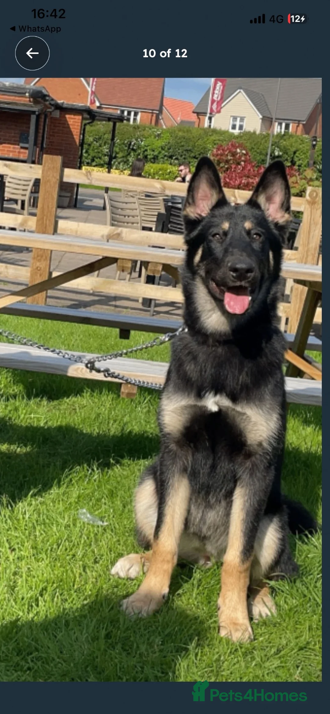 Mixed Breed dogs for sale: Stunning Shepherd Puppies Parents Can Be Seen - Advert 1