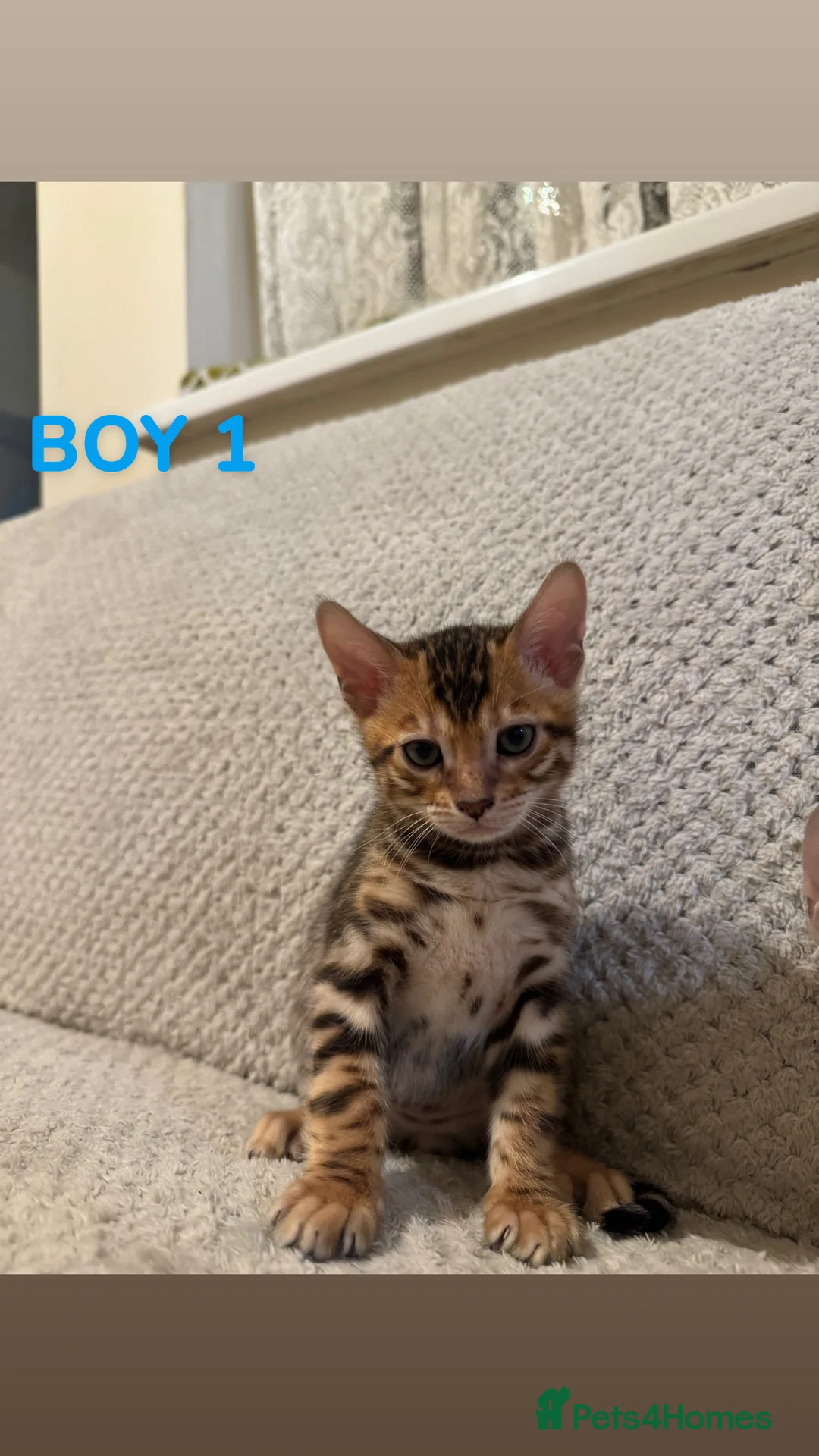 Bengal cats for sale: ⭐️⭐️Stunning High Quality Bengal Kittens⭐️⭐️TICA - Advert 2