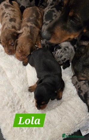 Dachshund dogs Beautiful Dapple Dachunds - Advert 3