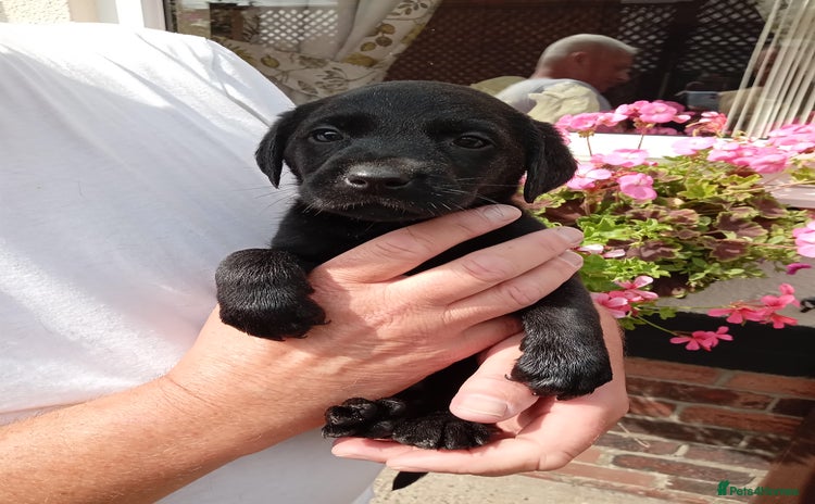 Labrador Retriever dogs - Advert 15