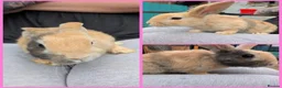 Mixed Breed rabbits for sale: Continental Giant x Lop Rabbits - Advert 3