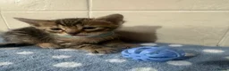Bengal cats for sale: 🐾Stunning Bengal Kittens ready for Loving Homes🐾 - Advert 7