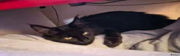 Maine Coon cats for sale: Pedigree maine coon for rehome  in Porth - Advert 4