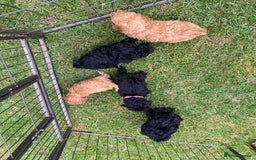 Miniature Poodle dogs for sale: 💌 To Loving Homes Only: - Image 1