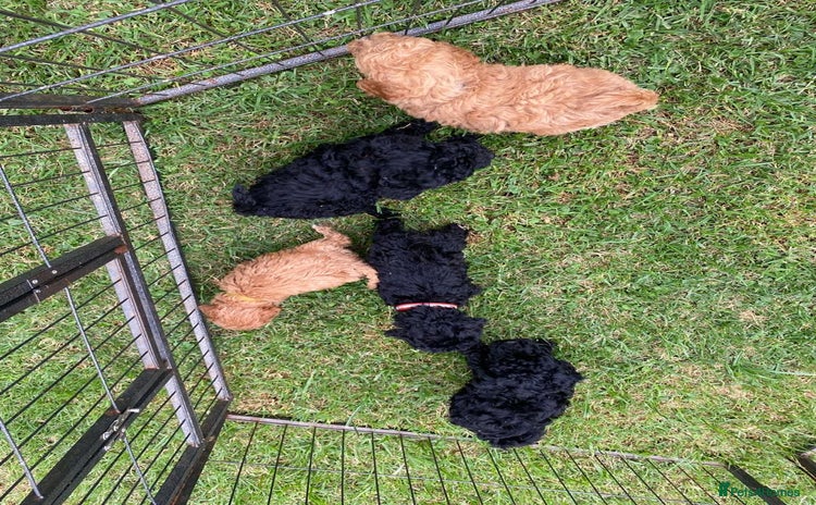 Miniature Poodle dogs - Advert 1