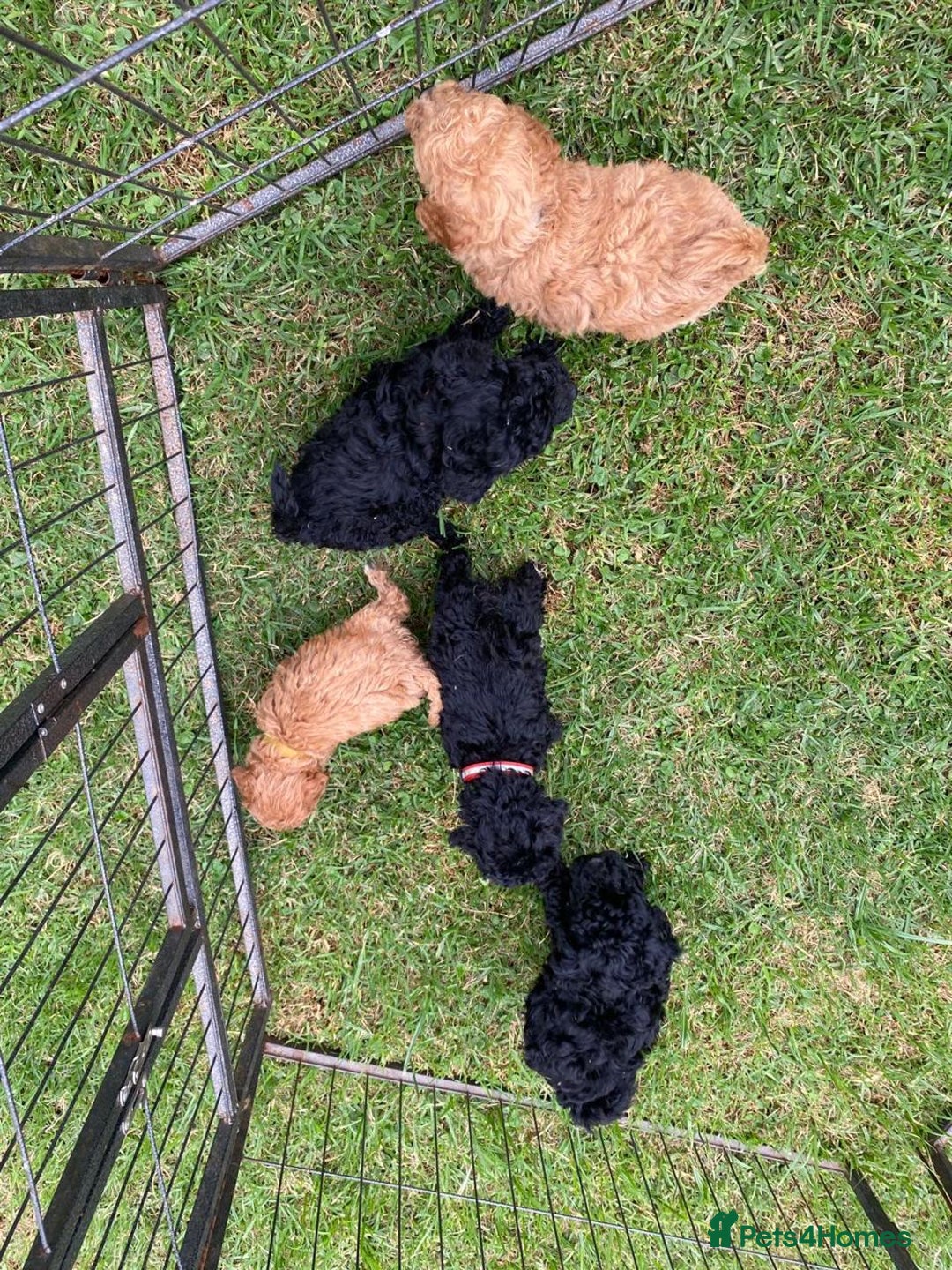 Miniature Poodle dogs for sale: 💌 To Loving Homes Only: - Image 1