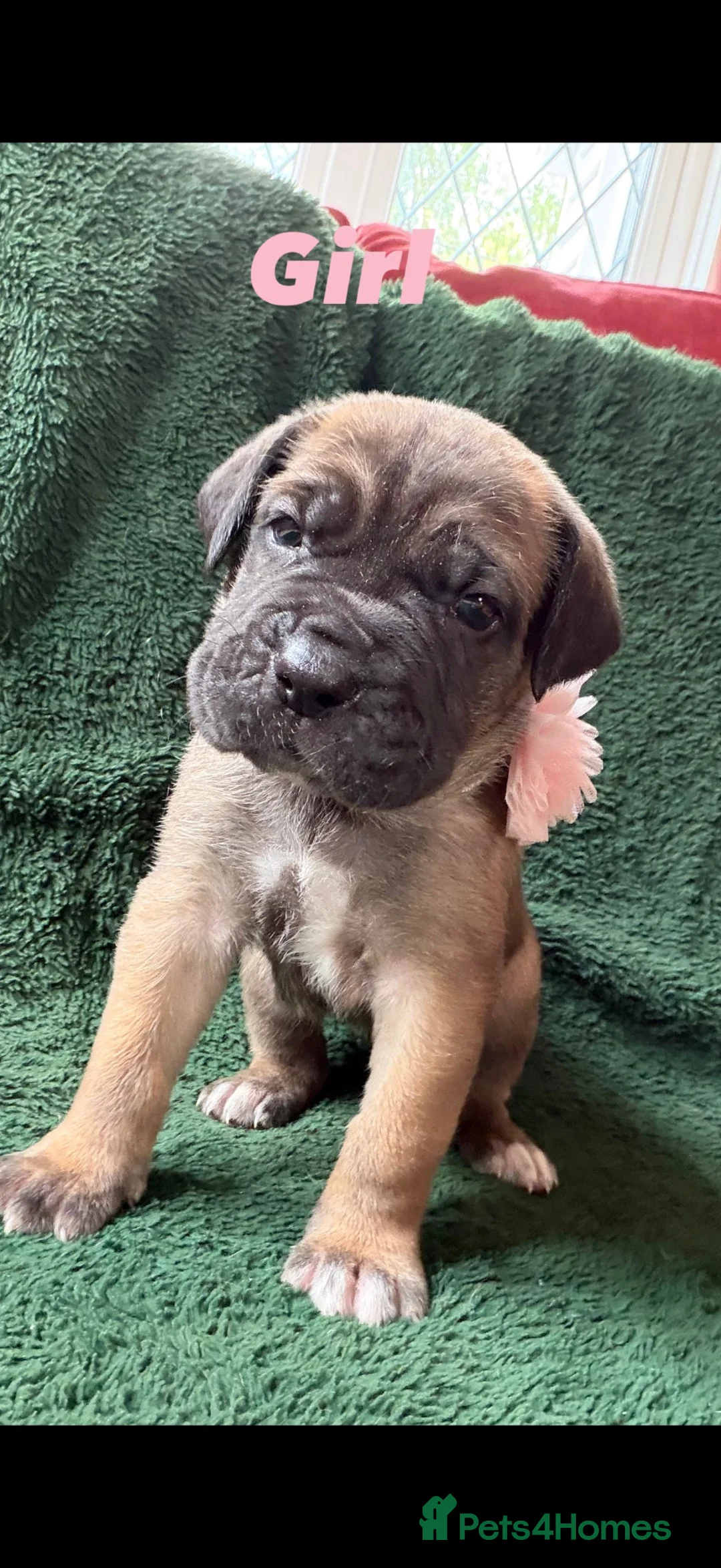 Cane Corso dogs for sale: RARE COLOUR CANE CORSOS - Advert 1