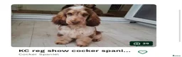 Cocker Spaniel dogs for sale: Beautiful show type cocker spaniel - Advert 23