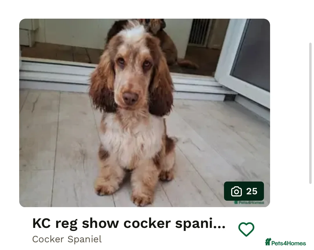 Cocker Spaniel dogs for sale: Beautiful show type cocker spaniel - Advert 23