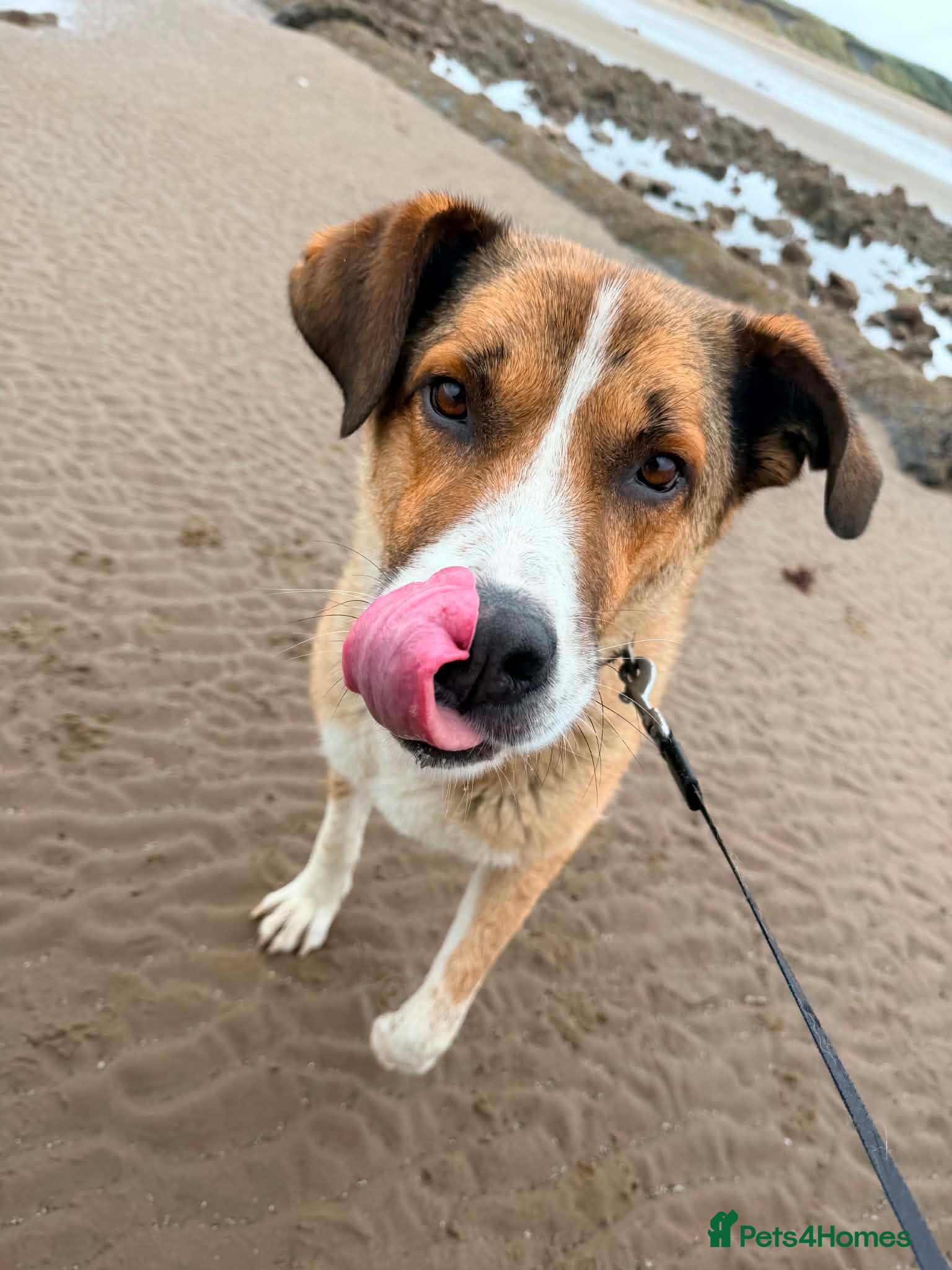 Mixed Breed dogs Meet Duke 🐾 - Advert 15