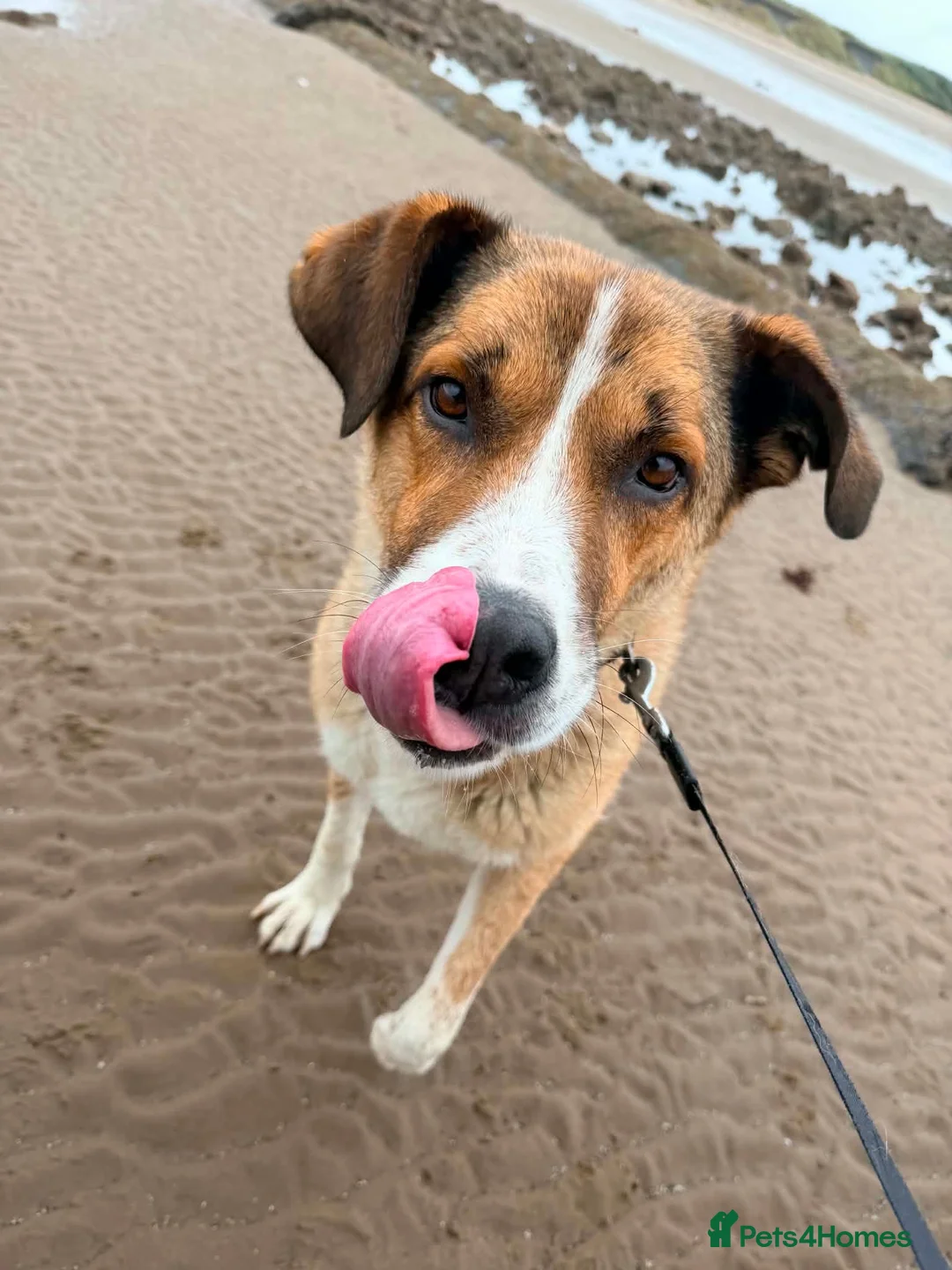 Mixed Breed dogs for adoption: Meet Duke 🐾 - Advert 1
