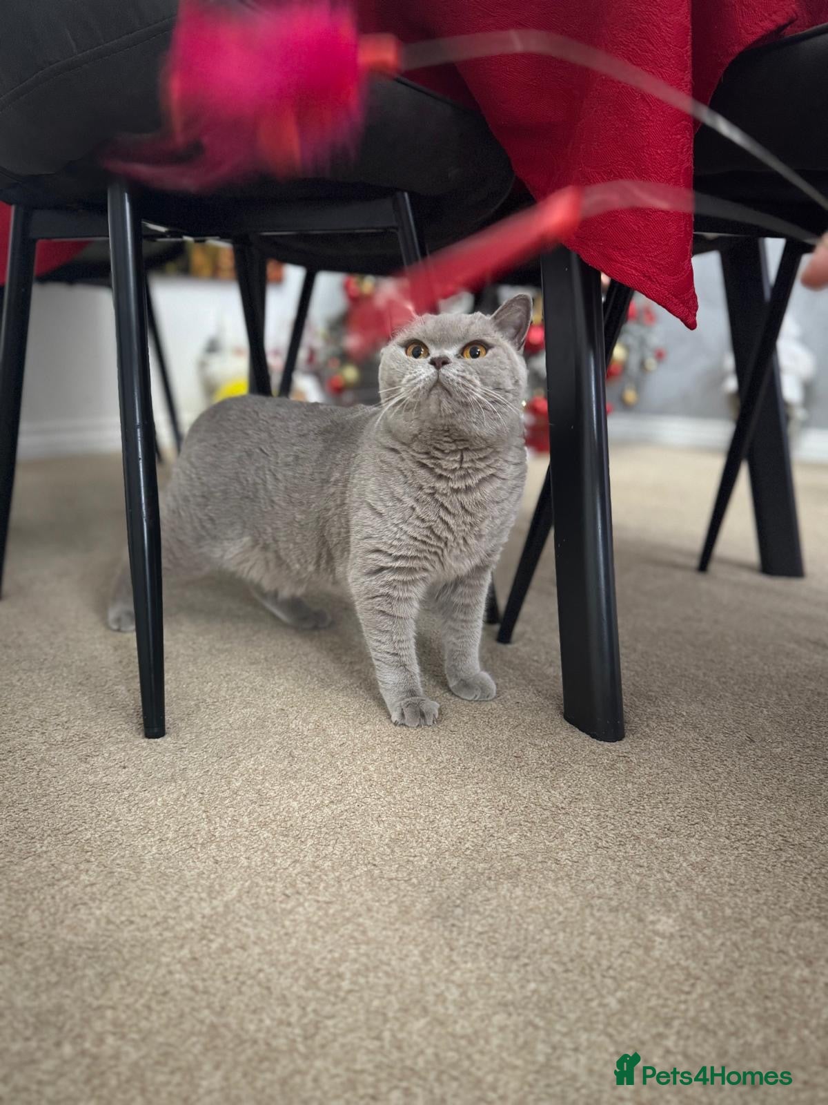 British Shorthair cats British shorthair  - Advert 2