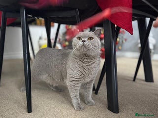 British Shorthair cats British shorthair - Advert 2