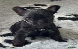Mixed Breed dogs for sale: French yorkie (frorkie) puppies  - Image 3