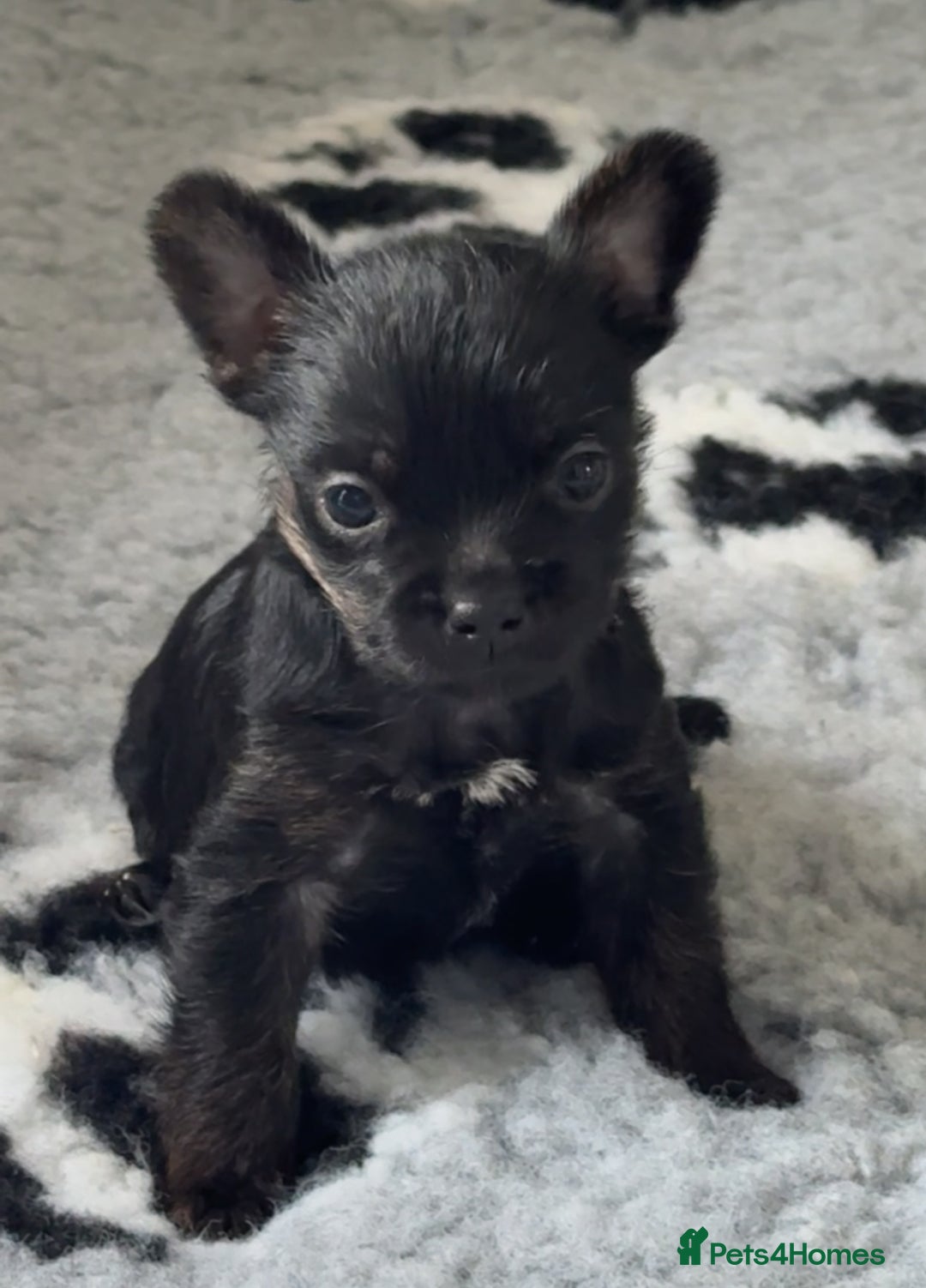 Mixed Breed dogs for sale: French yorkie (frorkie) puppies  - Image 3