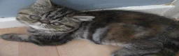 Exotic cats for sale: Gorgeous Exotic kittens - Advert 10