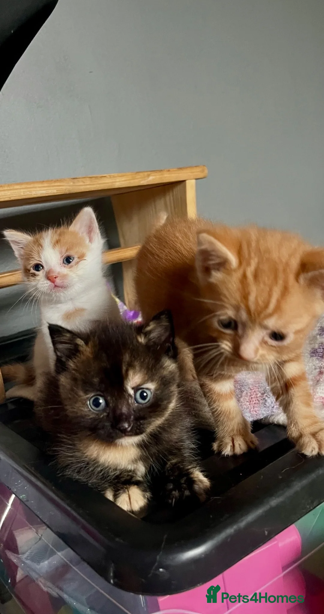 Mixed Breed cats for sale: Long haired ginger females kittens - Advert 2