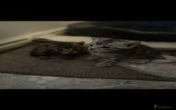 Bengal cats for sale: One Bengal male Remaining - Advert 7