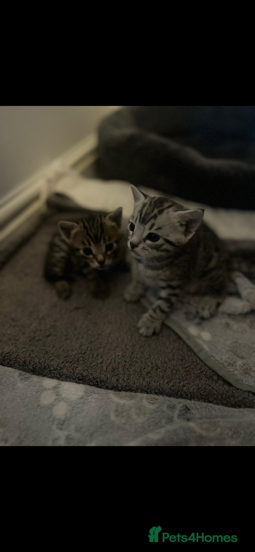 Bengal cats for sale: One Bengal male Remaining - Advert 7