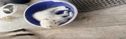 Scottish Fold cats for sale: Scottish Fold X Lilac Ragdoll twins ❤️  - Advert 5