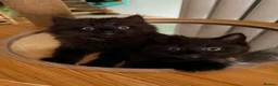 British Shorthair cats for sale: BRITISH SHORTHAIR DOLLS READY NOW! in Uxbridge - Advert 6