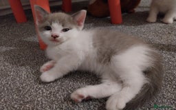 Mixed Breed cats for sale: Lovely kittens looking for homes! - Image 9