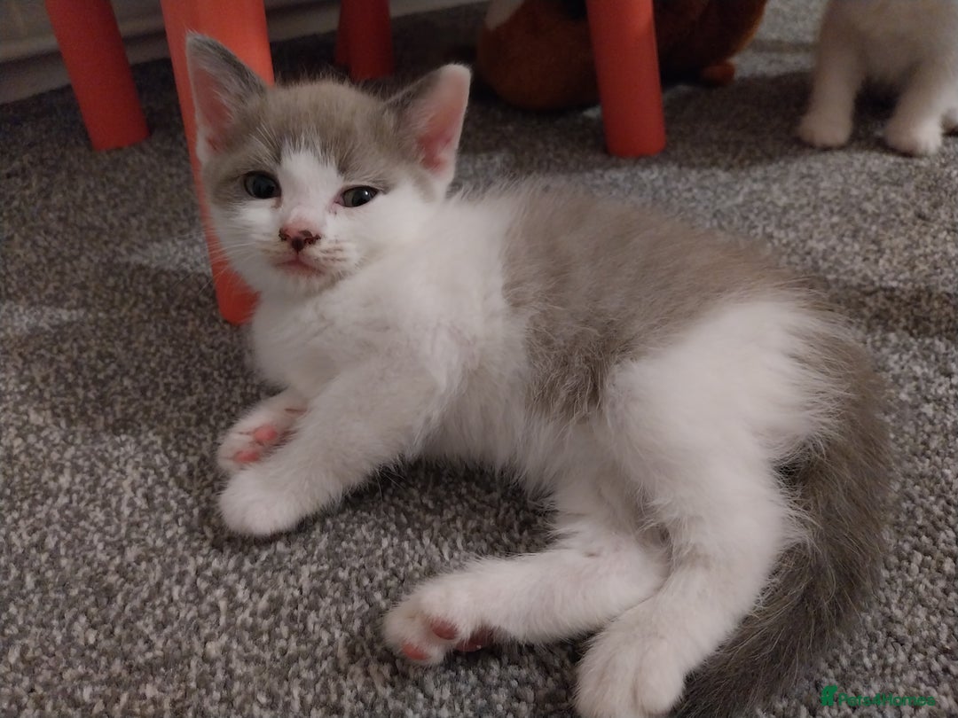 Mixed Breed cats for sale: Lovely kittens looking for homes! - Image 9