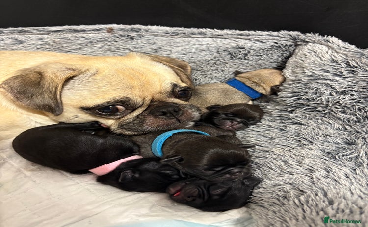 Pug dogs - Advert 1