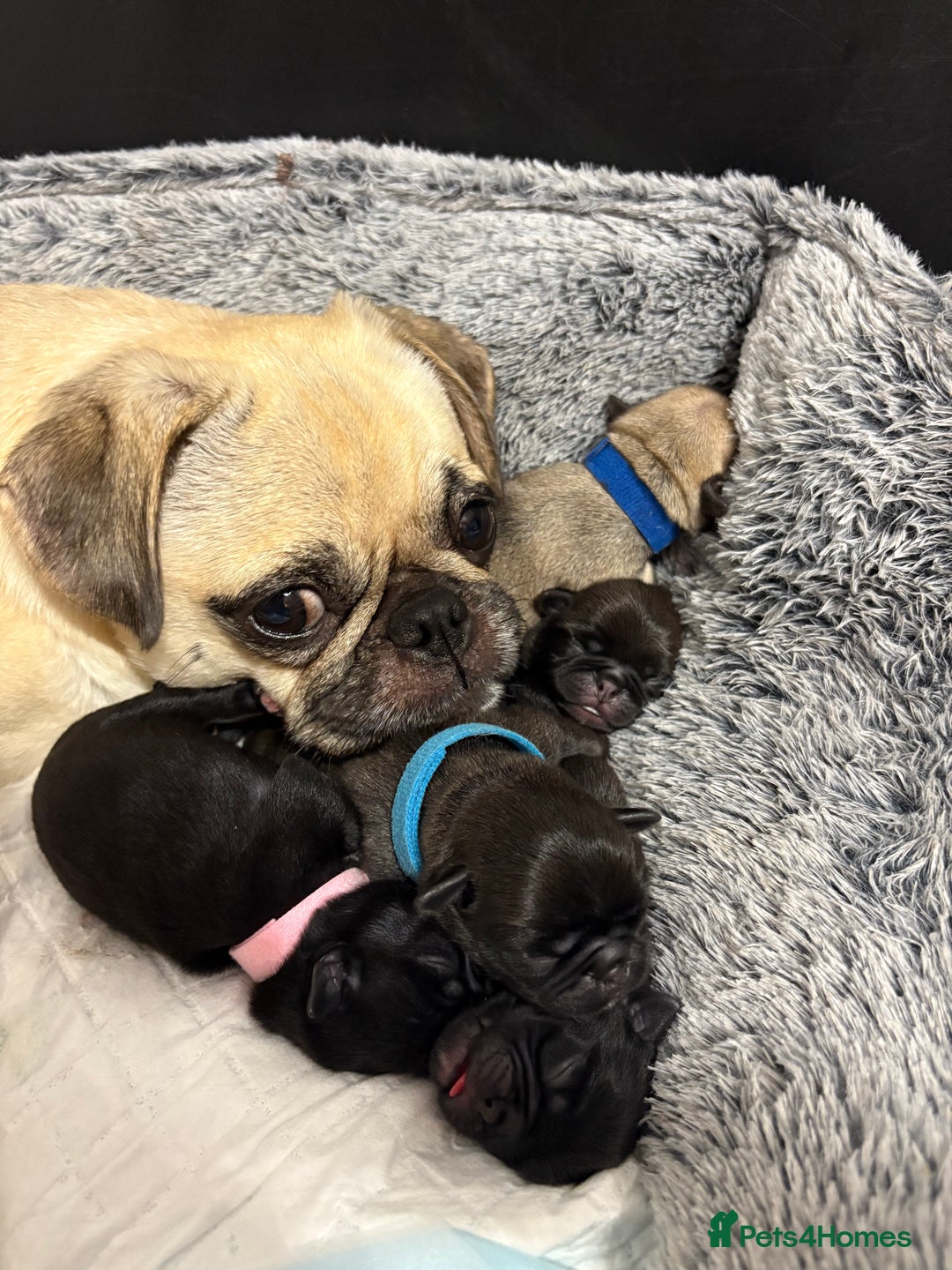 Pug dogs for sale: Pug puppies for sale  - Image 1