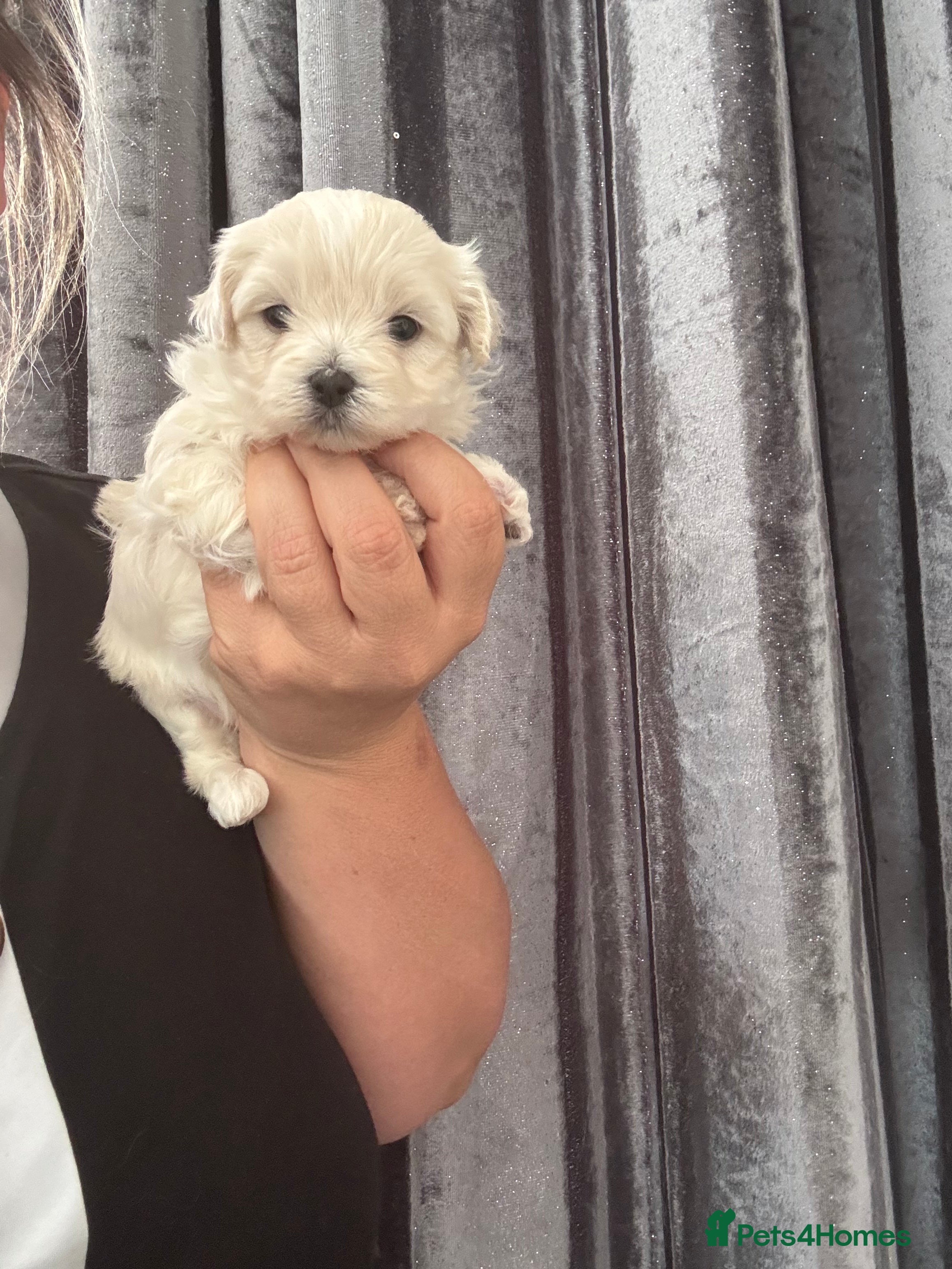 Maltipoo dogs F1 Maltipoo true miniature  - Advert 2