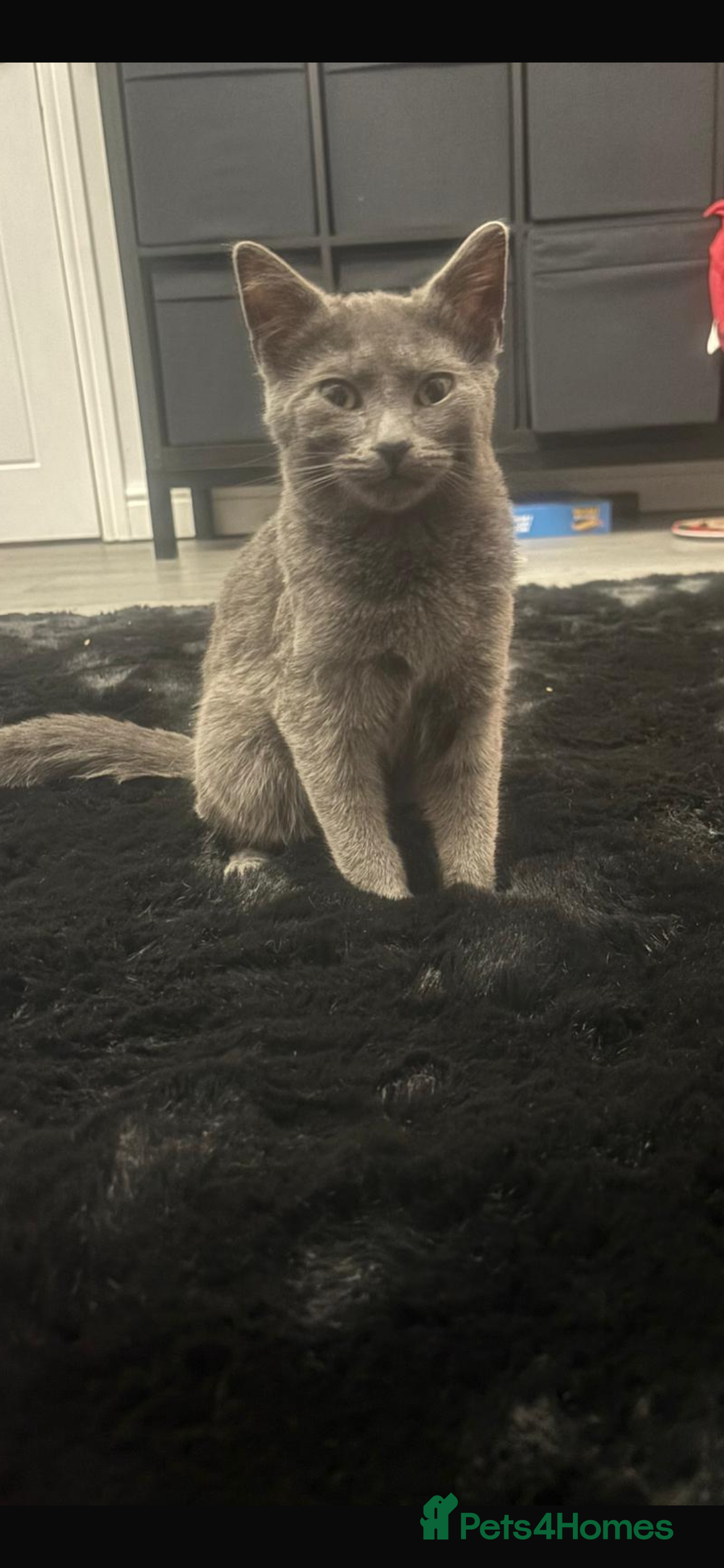 Russian Blue cats Female Russian blue - Advert 4