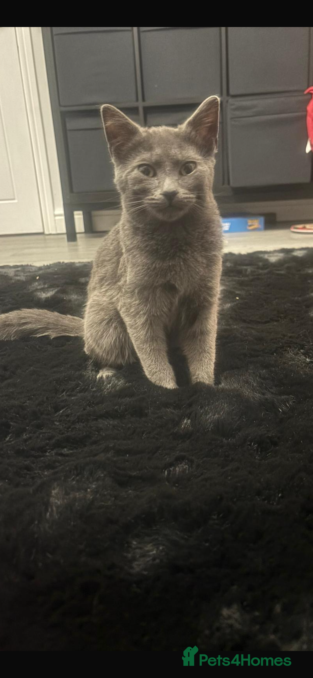 Russian Blue cats for sale: Female Russian blue - Advert 1