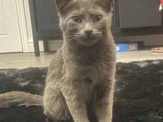 Russian Blue cats Female Russian blue - Advert 4