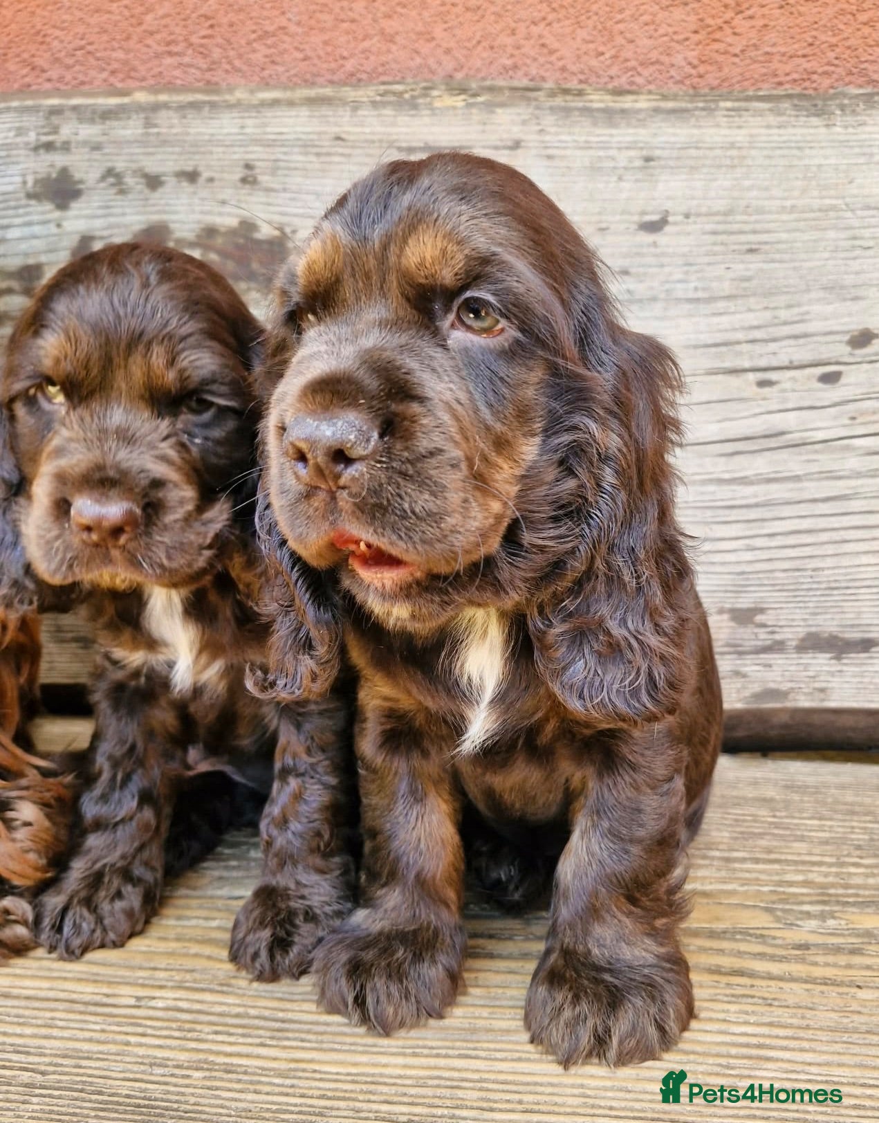 Cocker Spaniel dogs Lovely show Cocker spaniel puppies 🐶  - Advert 7