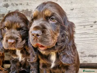 Cocker Spaniel dogs Lovely show Cocker spaniel puppies 🐶 - Advert 7
