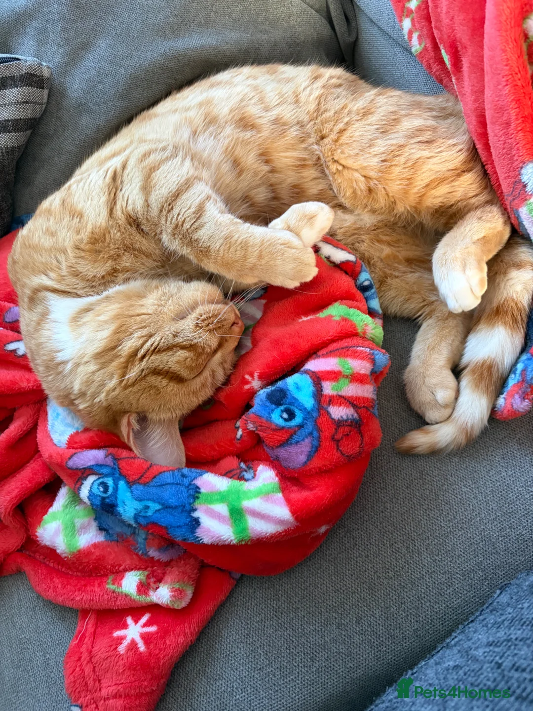 Mixed Breed cats for sale: Male  **   in Eastbourne - Advert 2