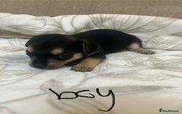 Chihuahua dogs for sale: 6 adorable chihuahuas - Image 8